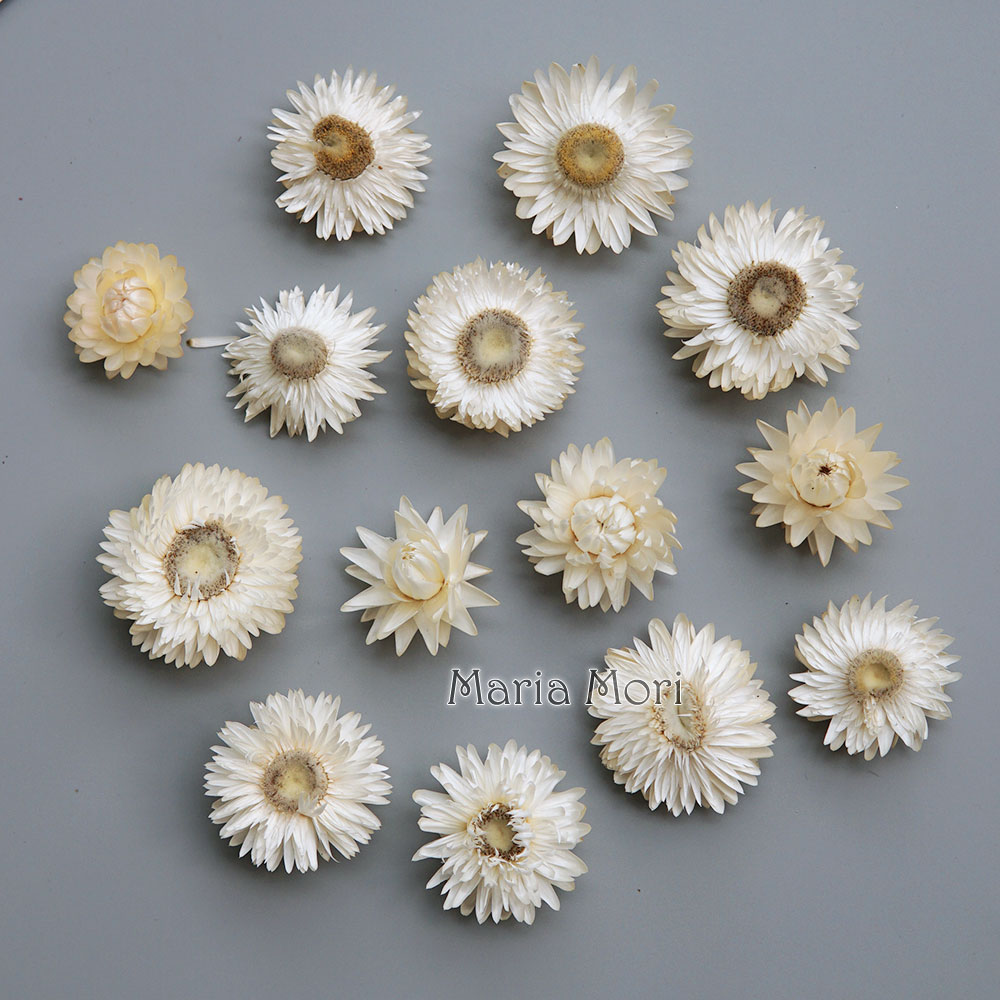 Natural Dried Colorful Chrysan - Baby Products 评论和价格