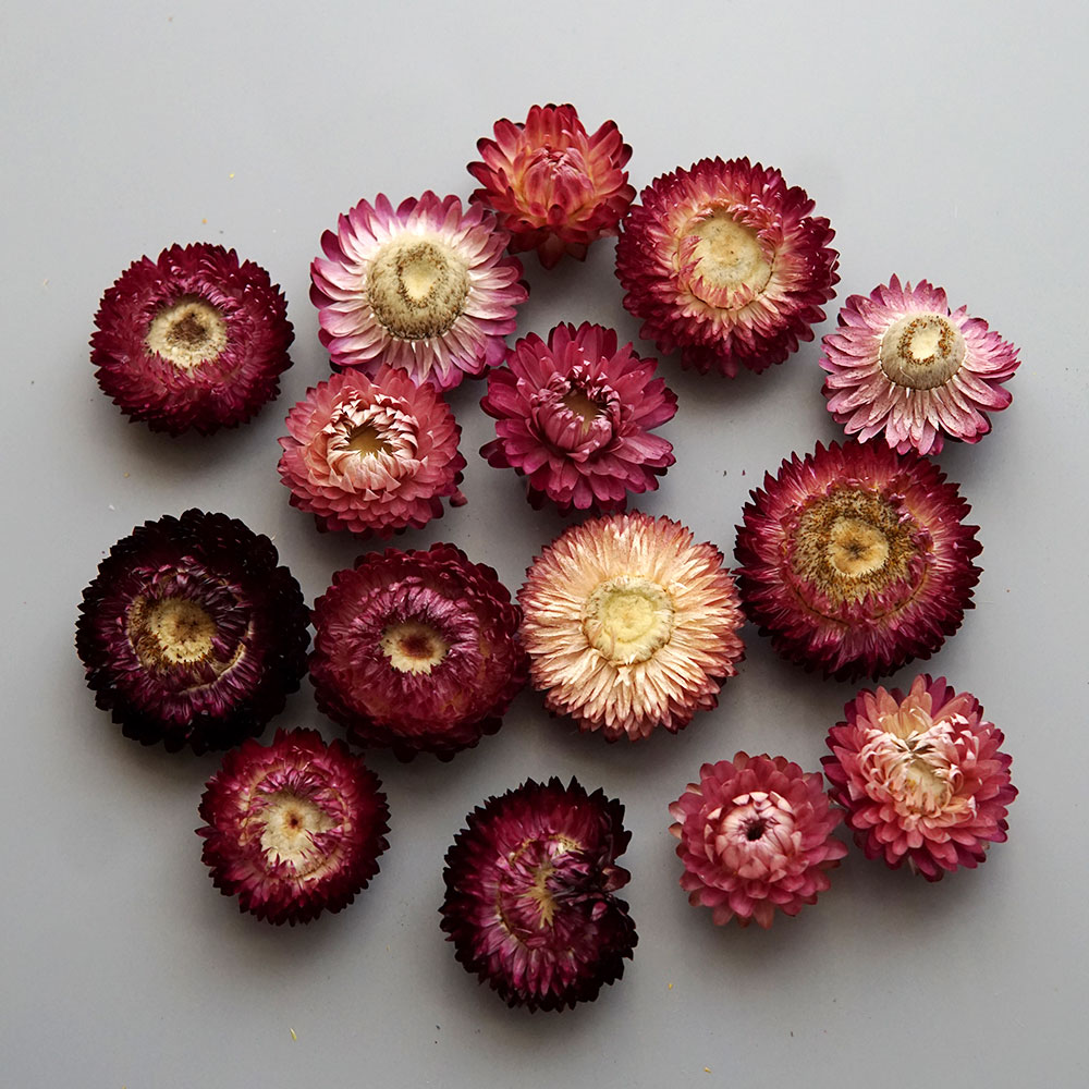 Natural Dried Colorful Chrysan - Baby Products 评论和价格