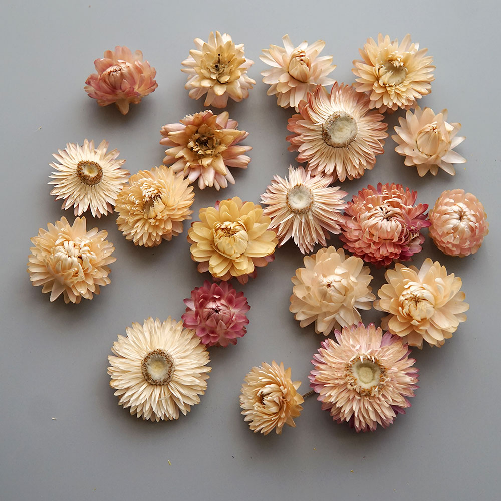 Natural Dried Colorful Chrysan - Baby Products 评论和价格